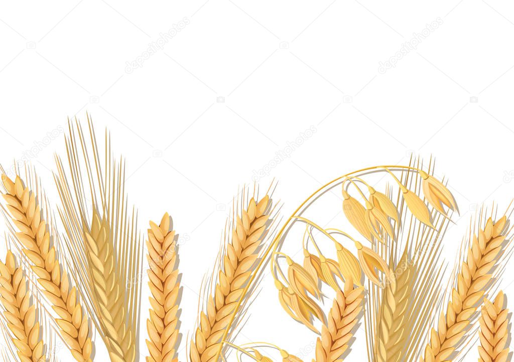 Wheat, barley, oat and rye on white wooden background. Cereals spikelets with ears, sheaf and text organic grain, natural product. 3d icon vector. For design, cooking, bakery, tags, labels textile