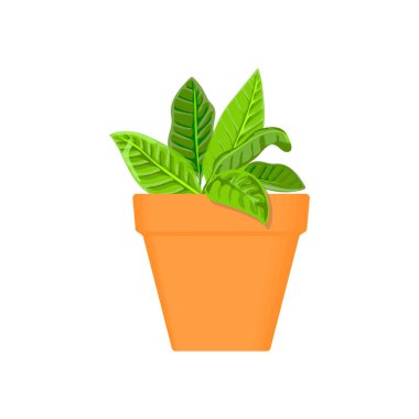 adaçayı vektör mutfak ot pişmiş toprak tencerede. Yeşil büyüyen. Bahçe. Reklam, poster, afiş web için