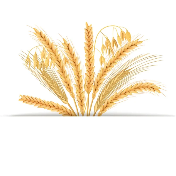 Trigo Cebada Avena Centeno Cuatro Granos Cereales Con Espigas Gavilla — Vector de stock