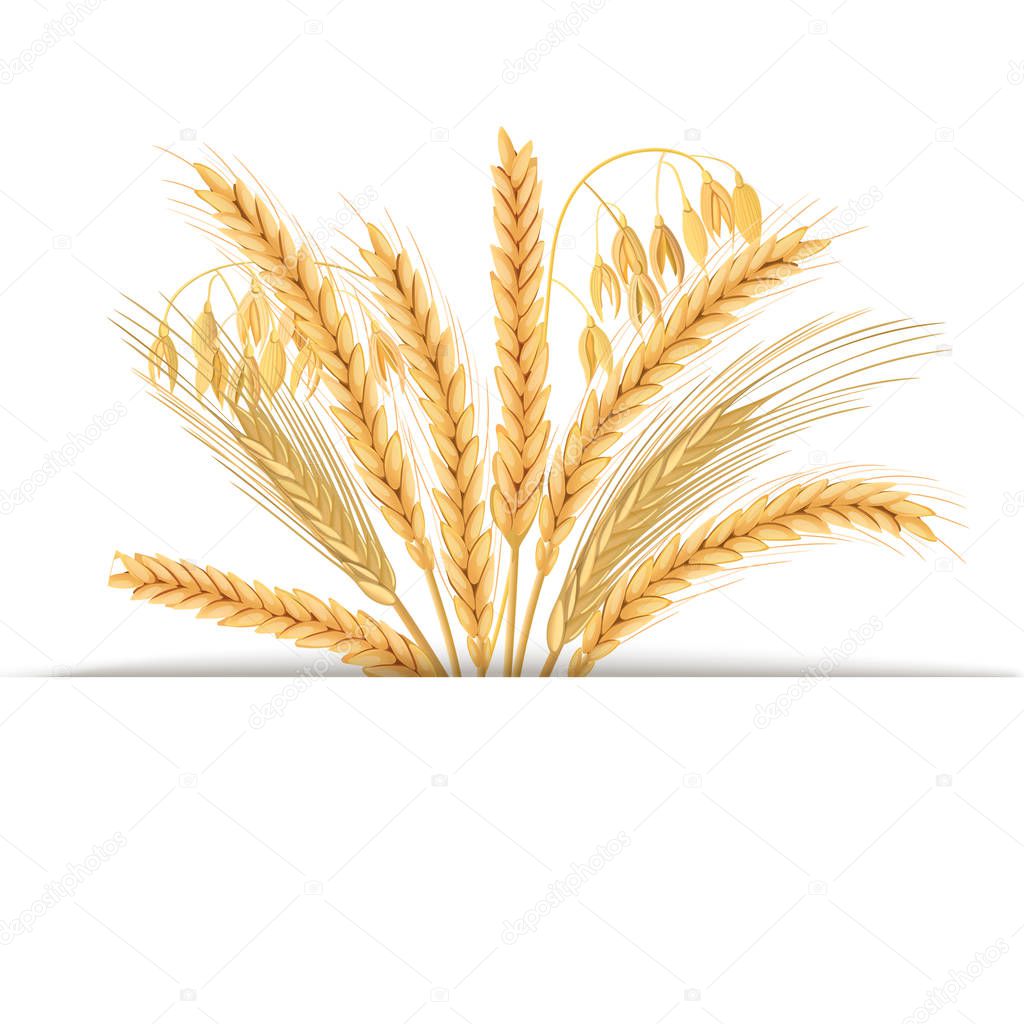 Wheat, barley, oat and rye set. Four cereals grains with ears, sheaf and text premium foods, natural product. 3d icon vector. Horizontal label. For design, cooking, bakery, tags, labels textile