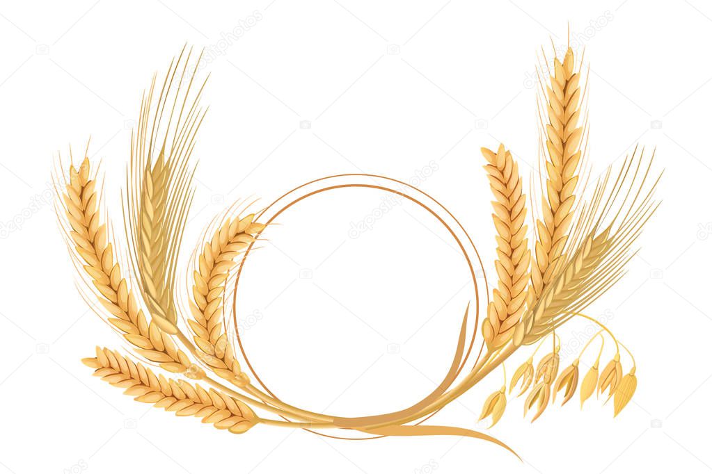 Wheat, barley, oat and rye set. Four cereals spikelets with ears, sheaf and text premium foods, natural product. 3d icon vector. Round label. For design, cooking, bakery, tags, labels textile