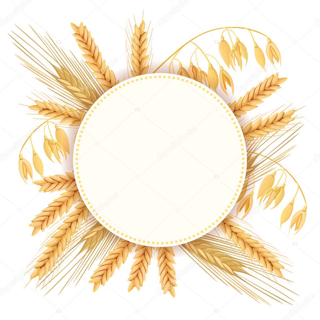 Wheat, barley, oat and rye. 3d icon vector set. Four cereals grains and ears. Round label, text farm fresh 100 percent natural. seeds and plants. Can be used for cooking, bakery, tags, labels, textile