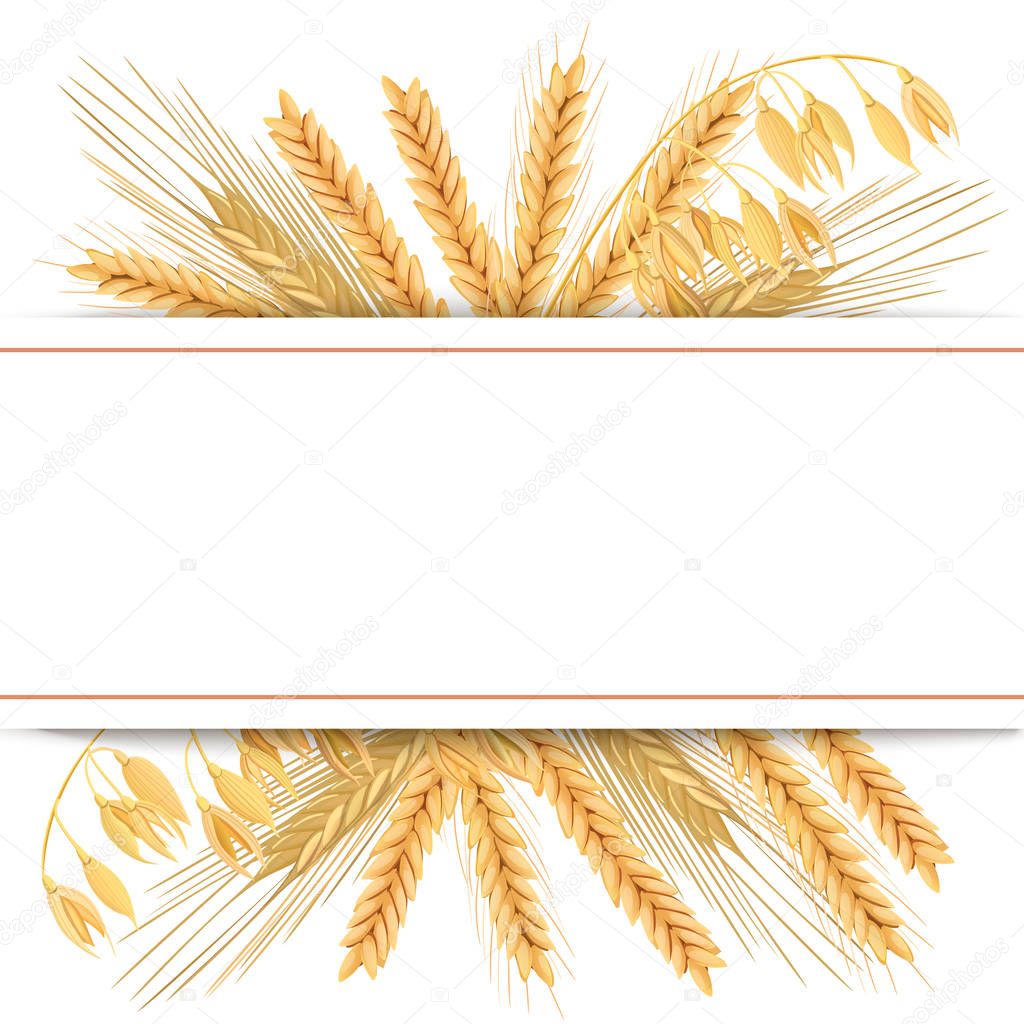 Wheat, barley, oat and rye. 3d icon vector set. Four cereals grains and ears with text premium foods, natural product. Horizontal label. seeds and plants. For cooking, bakery, tags, labels, textile