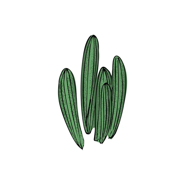 Färgade cactus, hand dras vektorillustration. Principskiss. Saftiga samling. — Stock vektor