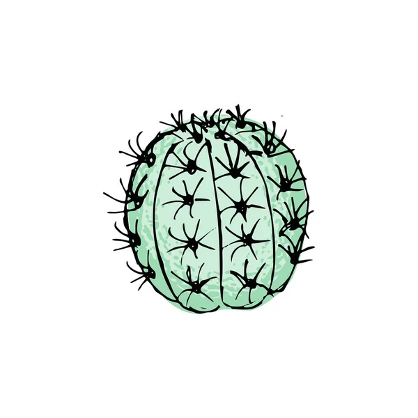 Cactus de color, ilustración vectorial dibujada a mano. bosquejo esquemático. Colección suculenta . — Archivo Imágenes Vectoriales