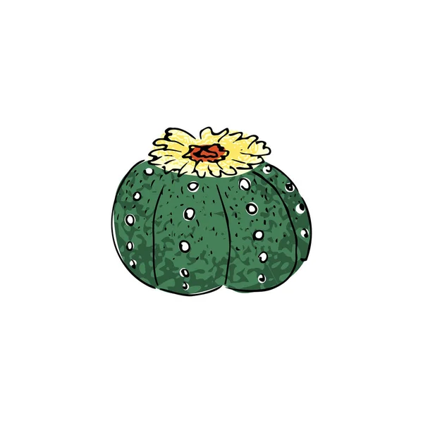 Cactus de color, ilustración vectorial dibujada a mano. bosquejo esquemático. Colección suculenta . — Vector de stock