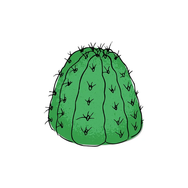 Färgade cactus, hand dras vektorillustration. Principskiss. Saftiga samling. — Stock vektor