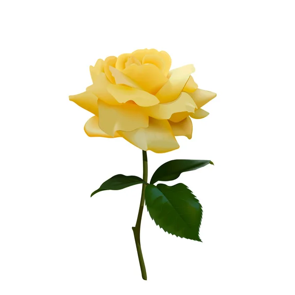 Beautiful Yellow Rose Isolated White Background — Stock Vector