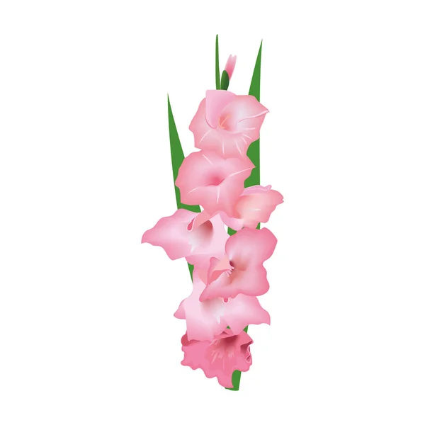Gladiole Fleur Lys Épée Illustration Vectorielle Avec Bouquet Rose Jaune — Image vectorielle