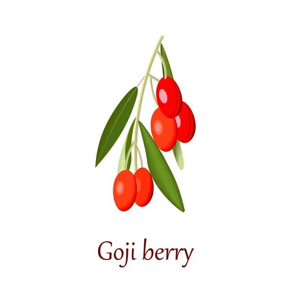Verse Rode Goji Bes Gojiberry Lycium Gojibes Wolfberry Geïsoleerd Vectorillustratie — Stockvector