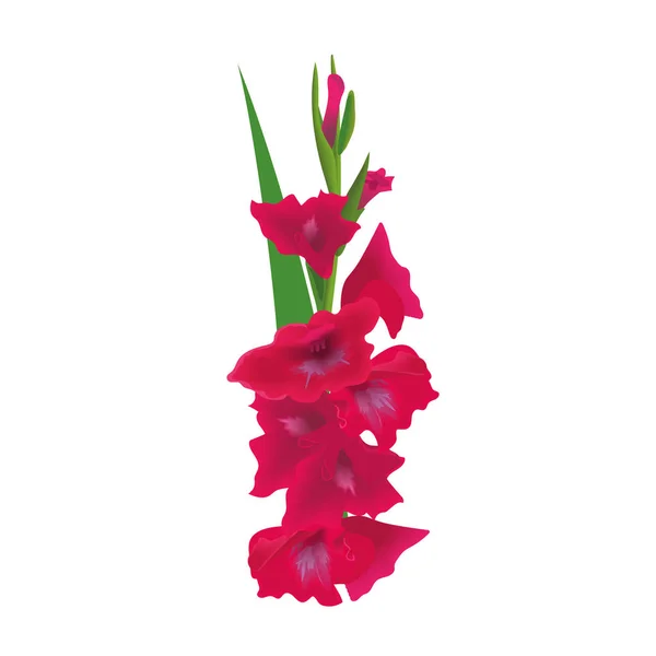 Gladiole Fleur Lys Épée Illustration Vectorielle Rouge Bouquet Rose Isolé — Image vectorielle