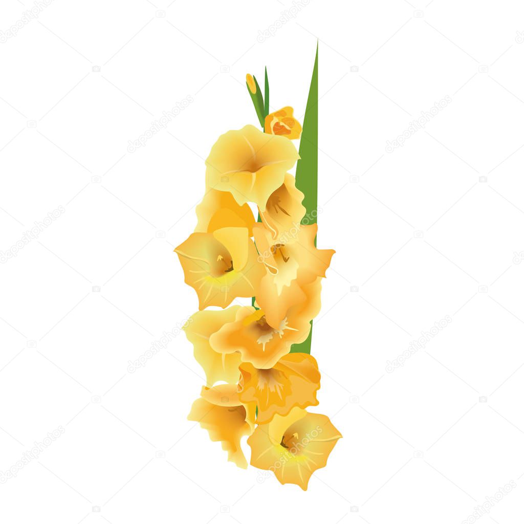 Gladiolus or sword lily flower. Vector illustration. with yellow bunch isolated on white background. Floral realistic elements in for cards, invitation, decoration design.