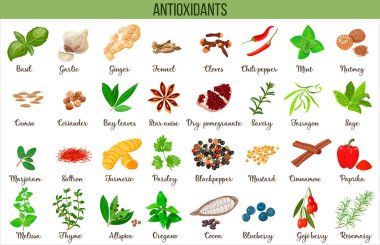 Set of Food sources natural antioxidants to neutralize free radicals, herbs and spices. healthy lifestyle. anthocyanins. For cooking, lifestyle, Herbal and alternative medicine, health care. Vector clipart