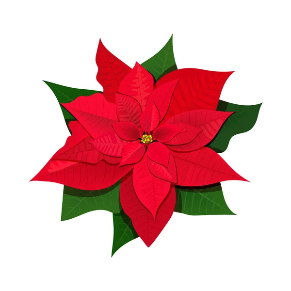 与波切蒂花设置 彩色矢量插图 隔离在白色背景上 用于贺卡 邀请贺卡打印 圣诞装饰 — 图库矢量图片