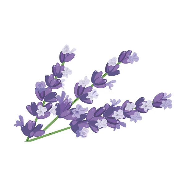化粧品 健康ケア アロマセラピー ホメオパシー ラベル 広告のラベンダー色の花のクローズ アップ ベクトル図 — ストックベクタ