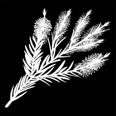 Melaleuca twigs. tea tree isolated logo icon. white silhouette. Vector illustration clipart