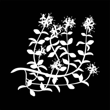 Biberiye veya Rosmarinus officinalis. Yaprak ve çiçek. izole logo simge. beyaz siluet. Vektör çizim. Tekstil, dekorasyon, Paketleme ambalaj için