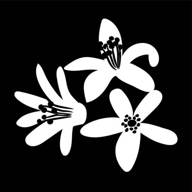 Beyaz güzel kokulu çiçekler ile portakal ağacı dalı. Neroli çiçeği. izole logo simge. beyaz siluet. Vektör çizim
