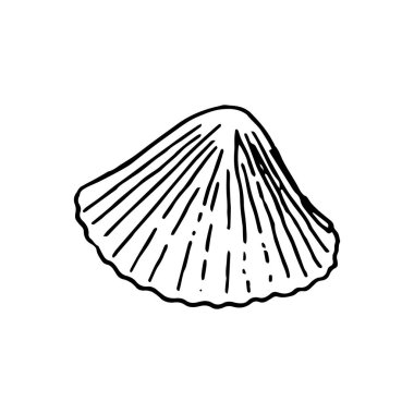 Çeşitli güzel yumuşakça deniz kabukları, kroki çizim kümesi. izole. Gerçekçi el deniz kabuklarını ana hatları çizilmiş. Okyanus fauna. su. rapana, deniz kabuğu, kauri, istiridye, sarmal midye yumuşakça