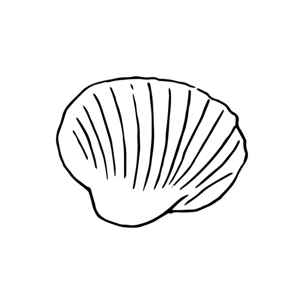 Ensemble Divers Beaux Coquillages Mollusques Illustration Croquis Isolé Des Contours — Image vectorielle