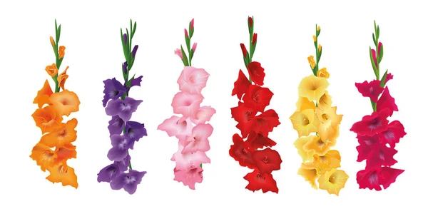 Gladioluses、剣のユリの花のセットです。ベクトルの図。黄色、赤、ピンク、紫 — ストックベクタ