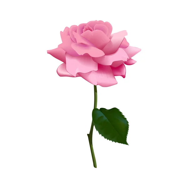 Piękna fioletowa różowych róż na białym tle. Ilustracja wektorowa. na białym tle. Kwiat, łodyga, liść. — Wektor stockowy