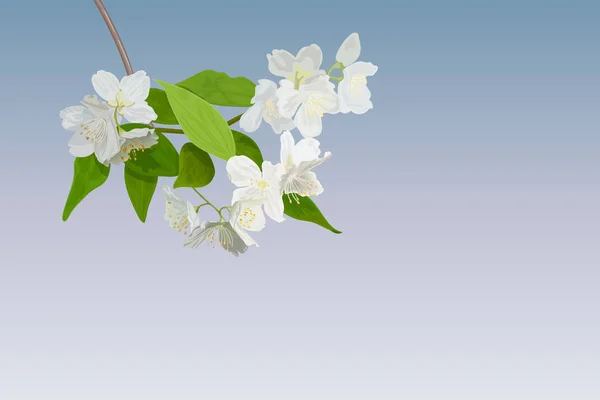 Hermosa rama de árbol floreciente de primavera del manzano floreciente. macro. Increíble naturaleza de imagen artística elegante en primavera — Vector de stock
