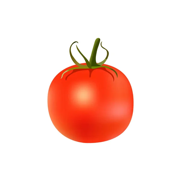Ripe red tomato with green stem isolated on white background — Stock Vector