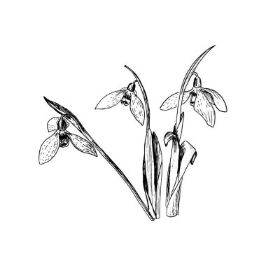 Kardelen bahar çiçekleri. Hassas Galanthus nivalis çiçek, Bahar sembolleri. Kardelen çiçeği. Sketsh stil tükenmez kalem.