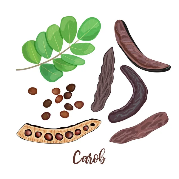 Maturare baccelli di carruba, foglie, semi e polvere di carruba sullo sfondo bianco. illustrazione vettoriale . — Vettoriale Stock