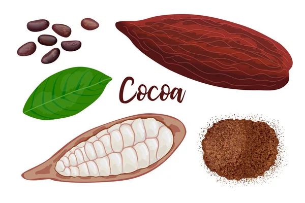 Fruit de gousse de cacao mûr sucré entier et fissuré, feuille, graines et poudre de cacao sur fond blanc. illustration vectorielle . — Image vectorielle