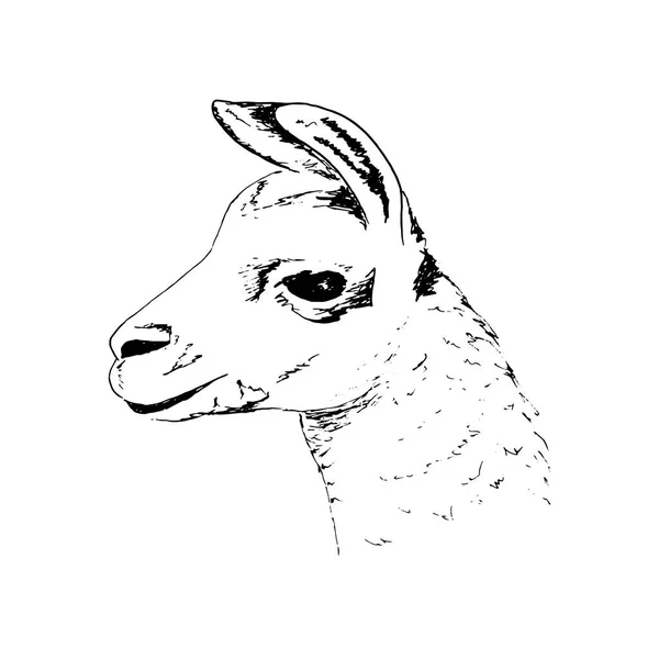 Llama głowa wielkie czarne oczy, cute atrament pióro szkic Alpaca. realistyczny Lama animl. Ands, Ameryka Południowa. — Wektor stockowy