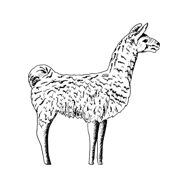 Llama, linda pluma de tinta boceto alpaca. realista lama animl. Ands, Sudamérica. dibujo simple, ilustración vectorial dibujada a mano . — Vector de stock