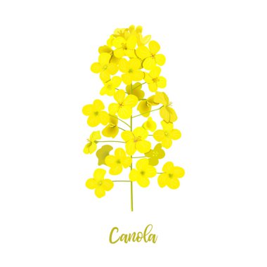 Kolza çiçeği beyaza izole edilmiş. Çiçekli Kanola veya colza. Brassica napus. Çiçek açan tecavüz sarı çiçekler. Bahar