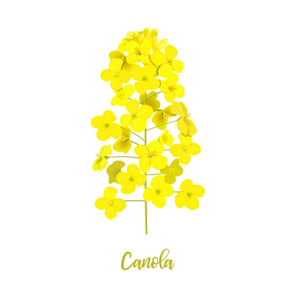 Fleurs de colza isolées sur blanc. Floraison de canola ou colza. Brassica napus. Fleurs jaunes de colza en fleurs. Printemps — Image vectorielle