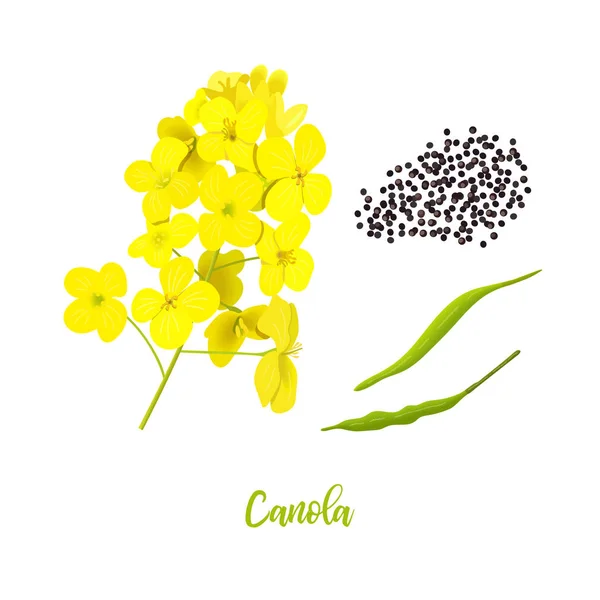 Canola o colza. flores, semillas, hojas. Flor de colza aislada en blanco. Brassica napus. Violación floreciente amarillo — Vector de stock