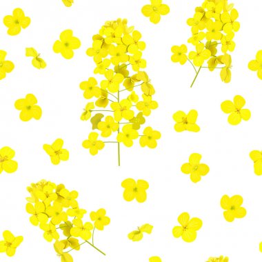 Çiçek açan Kolza dikişsiz desen izole. Kanola ya da colza. Brassica napus. Çiçek açan tecavüz sarı çiçekler. Bahar