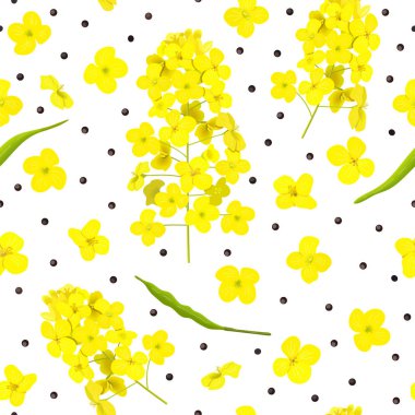 Çiçek açan Kolza tohumu, çiçekler, tohumlar, yaprak dikişsiz desen izole. Kanola ya da colza. Brassica napus. Sarı çiçeklenme tecavüz.