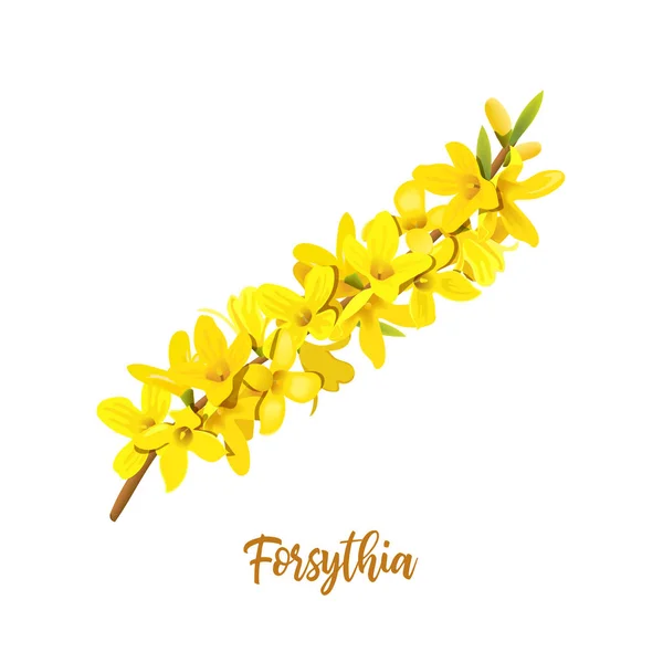 Forsythia suspensa, Wielkanoc, wiosna gałąź z kwitnących żółte kwiaty. Ilustracja wektorowa. Wiosna wystrój. Złoty dzwonek, — Wektor stockowy