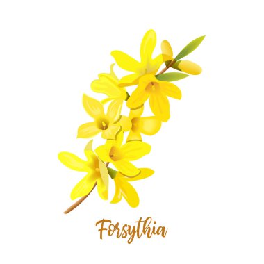 Altın Çan, Forsythia gerilim, Paskalya ağacı, çiçek açan sarı çiçekler ile bahar dalı. Vektör çizimi
