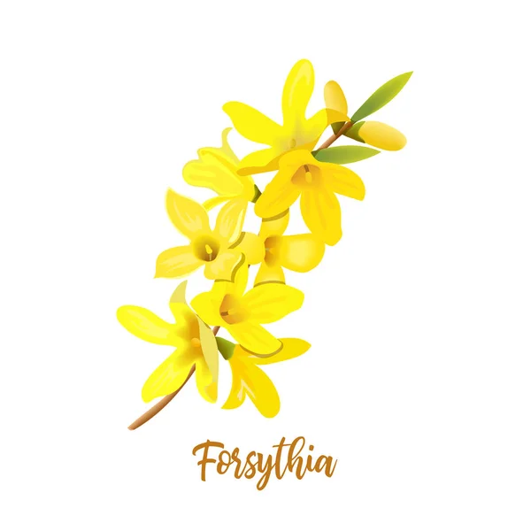 Golden Bell, Forsythia suspensa, drzewo wielkanocne, gałąź wiosna z kwitnących żółte kwiaty. Ilustracja wektorowa — Wektor stockowy