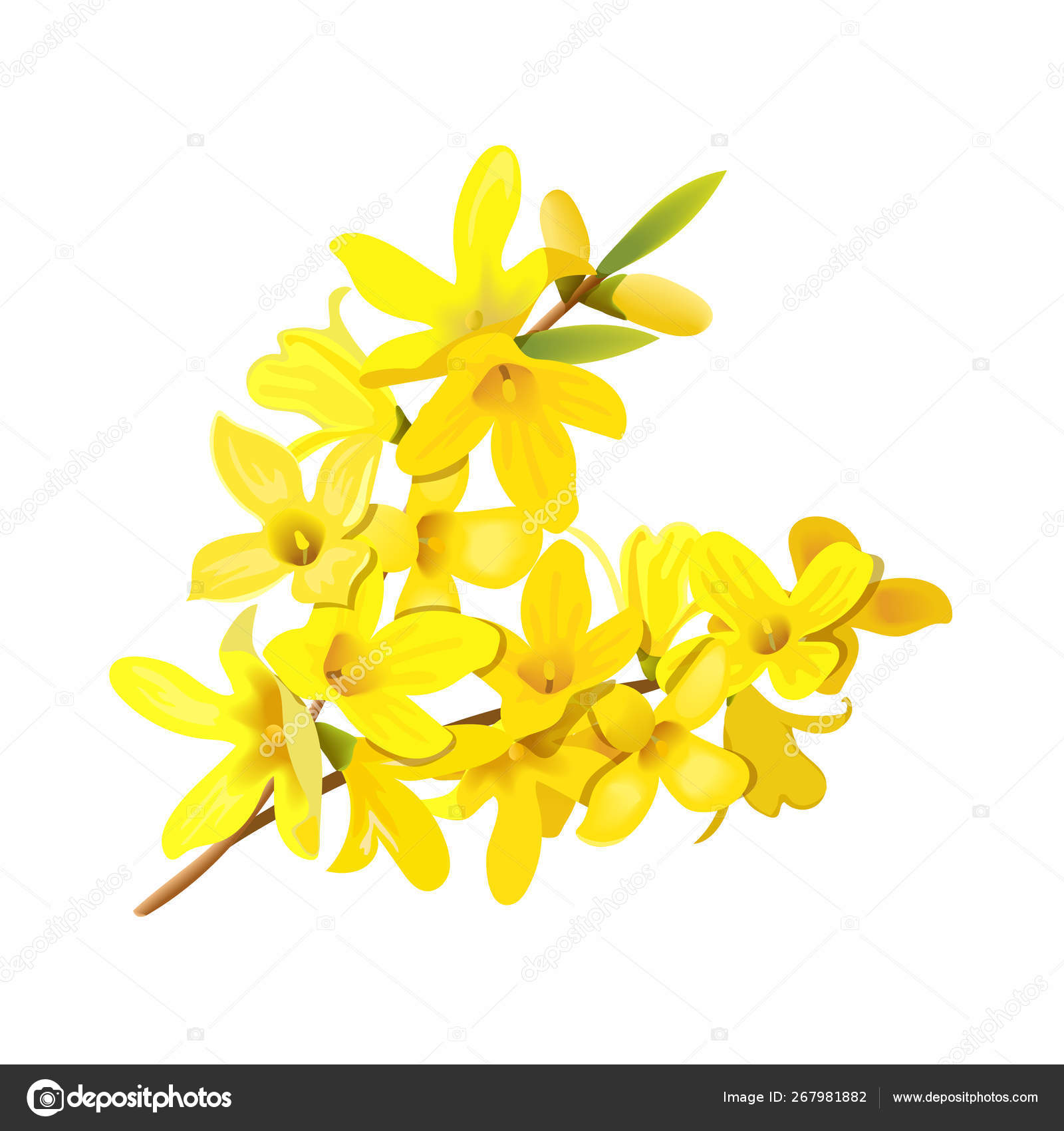Forsythia Suspensa Fluffy Spring Tree Branch Golden Bell Blossoming Yellow Flowers Vector Illustration Stock Vector Image By C Everilda Mary Gmail Com