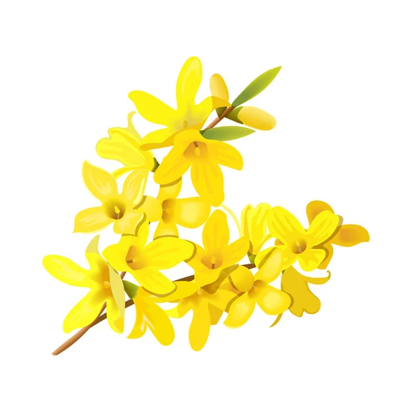 Forsythia suspensa, rama esponjosa de árbol de primavera. Campana dorada, flores amarillas florecientes. Ilustración vectorial — Vector de stock