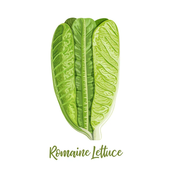 Φρέσκο πράσινο μαρούλι Λακτουέλα sativa, COS μαρούλι, απομονωμένο στο λευκό φόντο με φωτεινή σκιά — Διανυσματικό Αρχείο