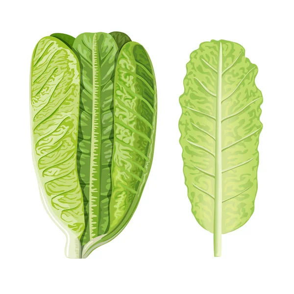 Świeża Zielona głowa i liść Romaine lettuce, Lactuca sativa, izolowane białym. Koncepcja żywności. Świeże soczyste surowe sałatki — Wektor stockowy