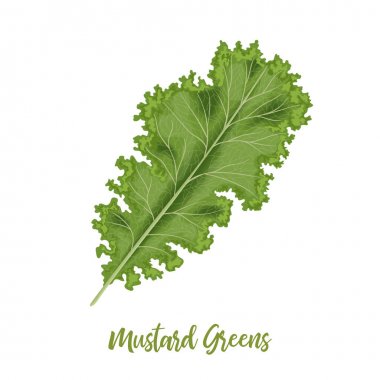 Taze Kıvırcık Hardal Yeşil Yaprakları, Brassica juncea. Izole. Gıda konsepti. Taze sulu çiğ lahana.