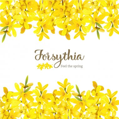 Forsythia suspensa, kabarık çiçek açan sarı bahar ağacı kartı şablonu. Altın Çan, çiçekler çerçeve üst ve alt