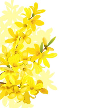 Kabarık çiçek açan sarı bahar ağacı şablonu. Forsythia gerilim, Altın Çan, solda çiçek çerçeve.