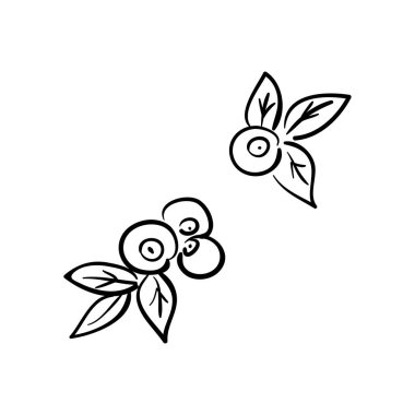 Yaban mersini beyaz arka plan kroki tarzı izole.