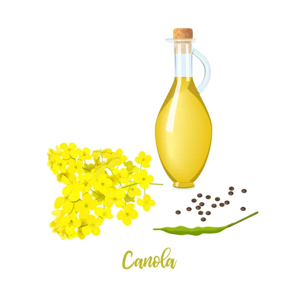 Aceite de colza en botella, flores de canola, semillas y hojas. Texto de plantilla de tarjeta. Colza floreciente. Brassica napus . — Vector de stock